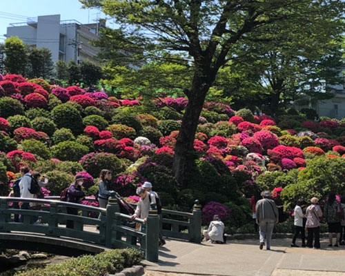 2025年文京つつじまつり