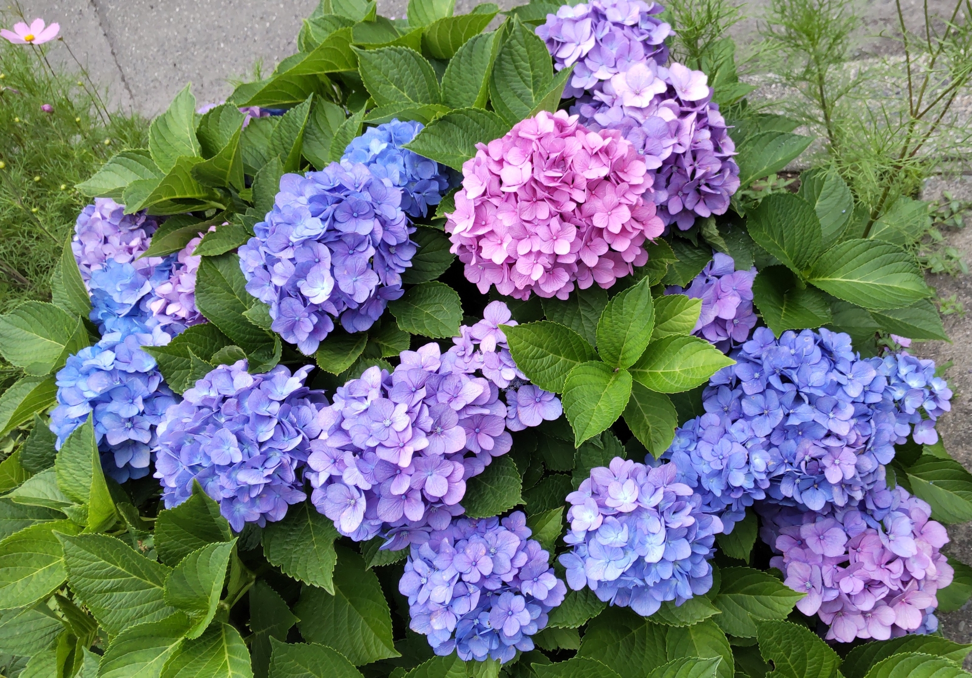 2025年の文京あじさいまつり